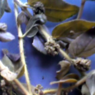 Two Weddings and the Rainy Season