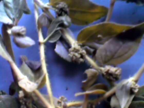 Ralph’s brush with Dengue