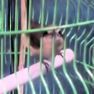 A Scissor in the Hands of a School Teacher