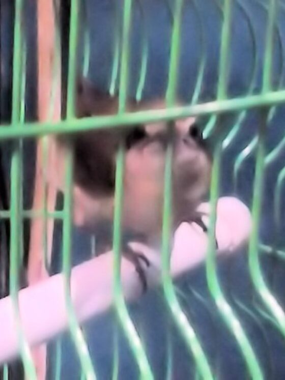 Strayed bird that we named Spring!