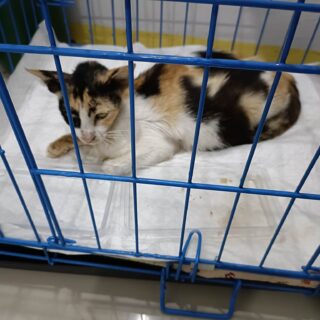 The Nightmare of Obtaining an Anti-Rabies Shot in the Philippines: A Personal Experience