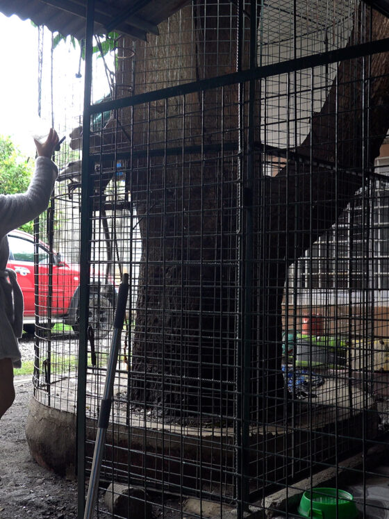 A Mini Zoo, a Missed Garbage Pickup, and the Phone Call That Restored My Faith (Slightly)